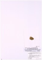 藏品(定孢藻)的圖片